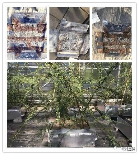 【喜大普奔】歐西建科耐根穿刺防水卷材順利通過北京園林所檢測！